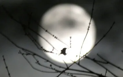 Eclipse Of A Frost Moon