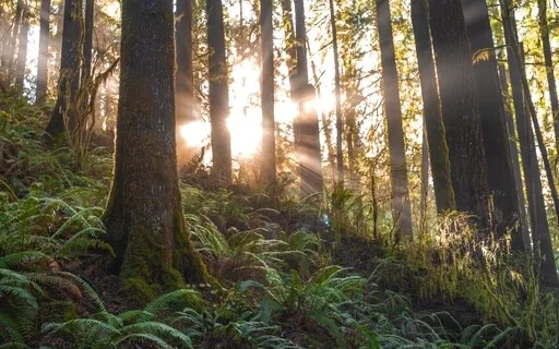 Eco Meditation: Sensing Into Your Nature