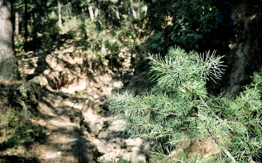 EcoDharma Practice: Connecting To The Three Lineages