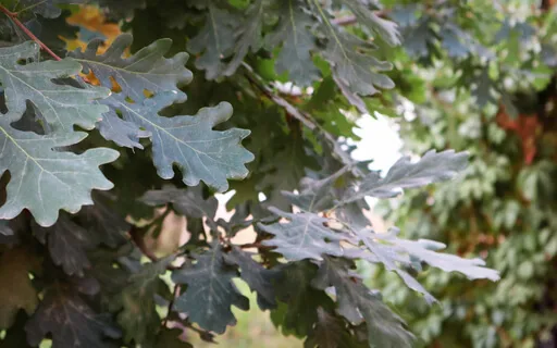 EcoDharma Practice: Loving Kindness For All Beings On Earth