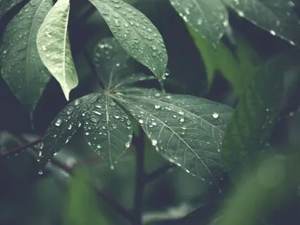 Ecosomatic Meditation: Breathing With The Earth