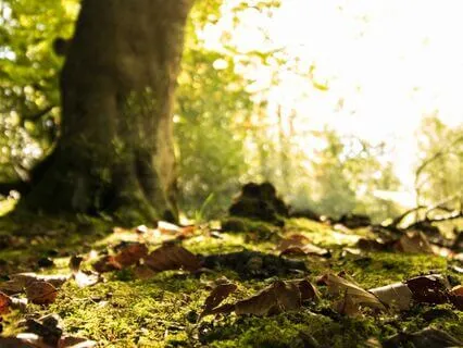 Eeyore's Bright Day: A Winnie-The-Pooh Bedtime Story