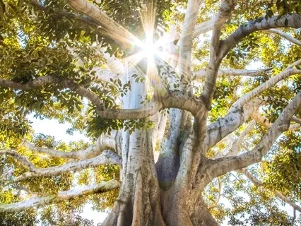 Effortless Calm 5 Minute Mind Break