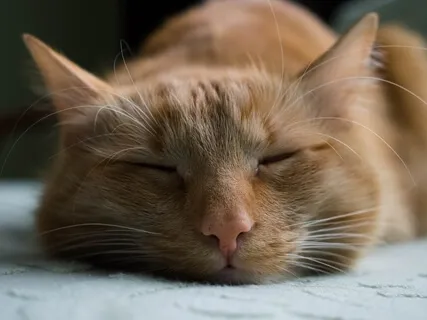 Effortless Meditation