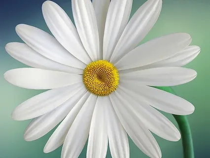 Effortless Presence: Breath and Thoughts