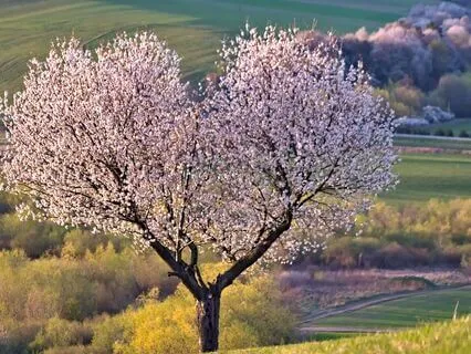 Effortless Presence: Intuition & Dowsing (Talk And Q&A)