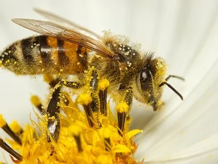 EFT For Amplifying Gratitude & Decreasing Scarcity