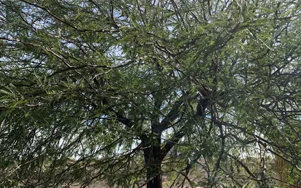 EFT For Handling Your Teen