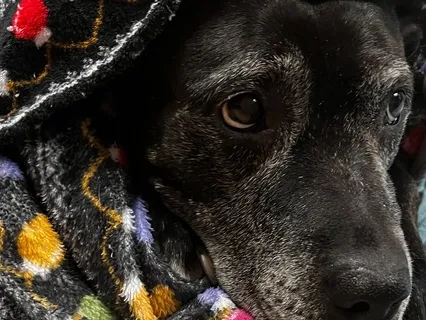 EFT For Loss Of Beloved Pet