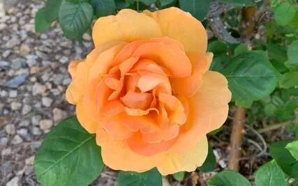 EFT For Over | Under Nourishing The Body