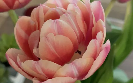 EFT For Self-Confidence And Courage