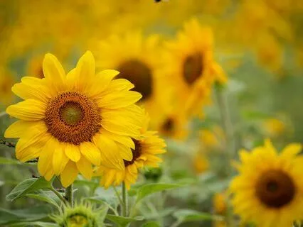 EFT Tapping - Finding Joy