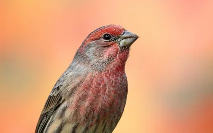 EFT Tapping For Generators (Human Design)