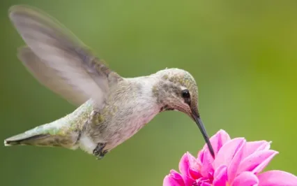 EFT Tapping For Manifesting Generators (Human Design)