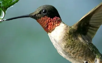 EFT Tapping For Manifestors (Human Design)