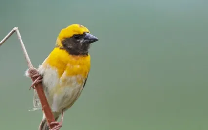 EFT Tapping For Projectors (Human Design)