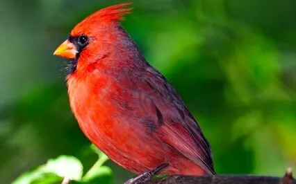 EFT Tapping For Reflectors (Human Design)