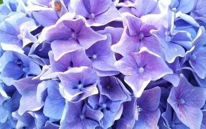 EFT - Tapping On Following Our Own Unique Path