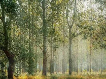 EFT Tapping To Release Shame