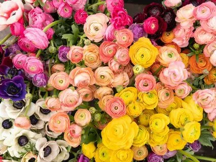 Ego Causes Intellectual Paralysis Leads To Suffering