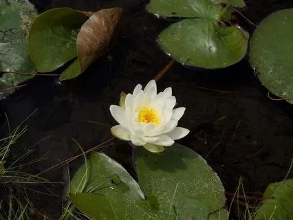 Ego Reconstruction Practice