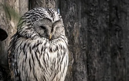 EHS#5 - Loving Kindness