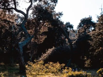 Eight Hours Of Calm Soundscapes For Sleepwalking Support