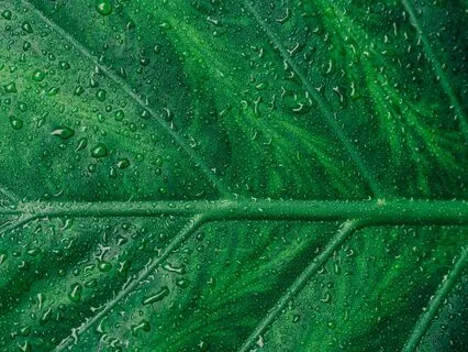 Eight Stanzas on Bhavani