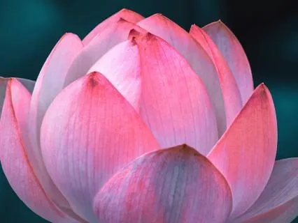 Eight Verses On The Goddess Lakshmi