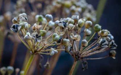 Eighth House Meditation