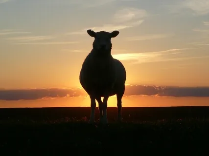Falling Asleep Made Easy: Counting Sheep And Gently Sliding Into The Night