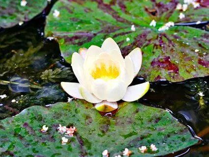 Ek Ong Kar, Sat Gur Prasaad, Sat Gur Prasaad, Ek Ong Kar