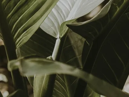 Экран. Очищение от Накопленных Эмоций