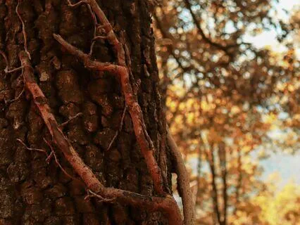 El Icaro Dentro Mío | Las Vocales y Sus Movimientos Internos