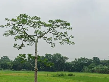 Elara's Gentle Breeze