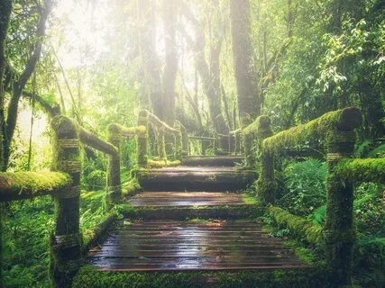 Electronic Guitar Forest For Deep Profound Relaxation