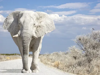 Elefante Blanco (White Elephant) 