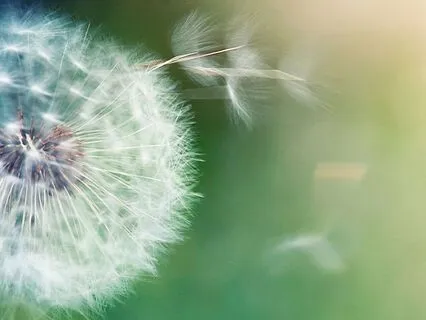 Elemental Connection - Air Element