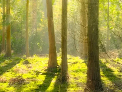 Elemental Connection