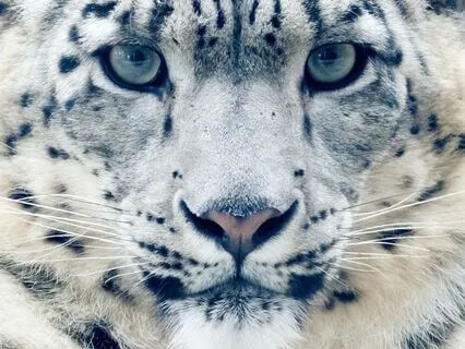 Elemental Integration Meditation