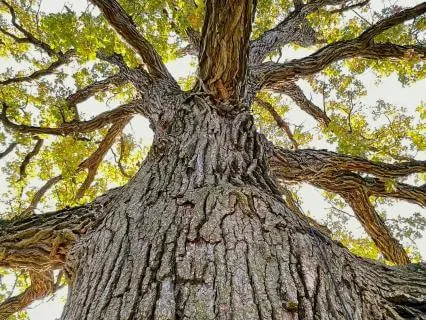 Elemental Manifestation: A Grounding Meditation For Balance