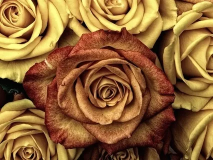 Elements Of Peace, Being An Objective Observer