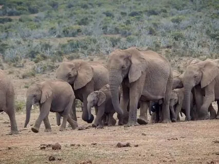 Elephant Trumpet: African Drums & Chants For Healing & Power