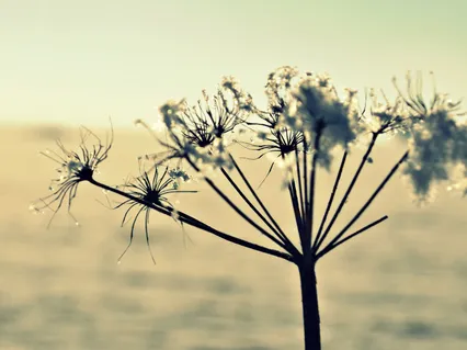 Elephants And Wisdom