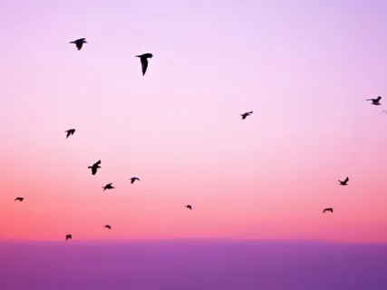 Elevate - Piano & Cello (River Camille & The Wong Janice)