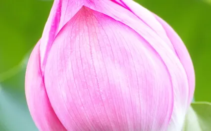 Elevation, Peace + Growth Meditation