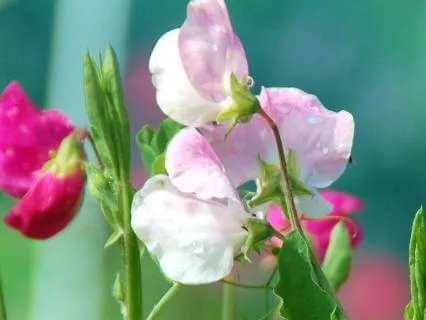 Elizabeth And Her German Garden, By E. Von Arnim, Chapter 1