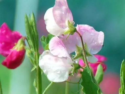 Elizabeth And Her German Garden: Chapter 11