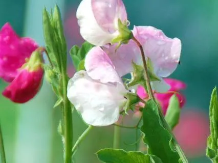 Elizabeth And Her German Garden, By E. Von Arnim, Chapter 2