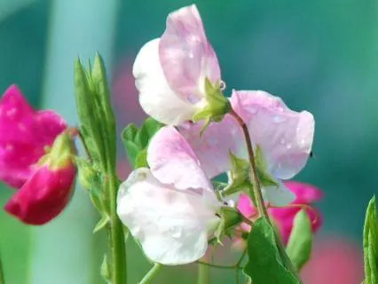 Elizabeth And Her German Garden, By E. Von Arnim, Chapter 4